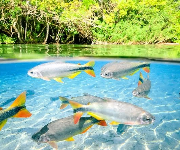 Bonito ms (2)
